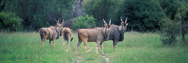 Full-Day Hwange NP Game Drive Experience