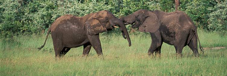 Hwange National Park