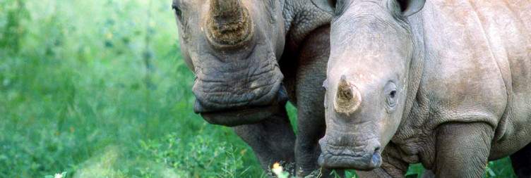 Hwange Wilderness and Rhino Encounter