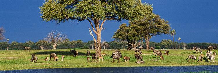 Full-day game drive in Hwange National Park