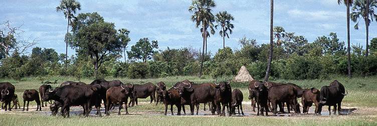 Full-Day Game Drive at Hwange National Park