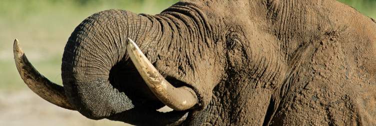 Hwange National Park