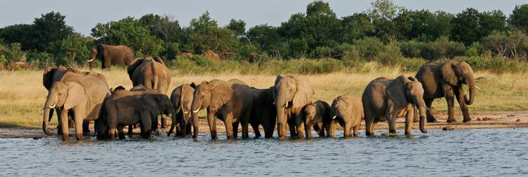 Transfer to Hwange National Park