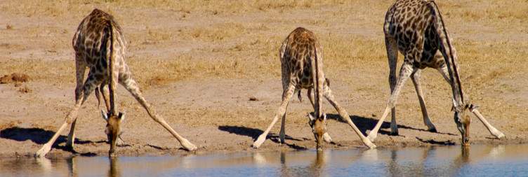 Pickup from Victoria Falls and Game Drive in Hwange National Park