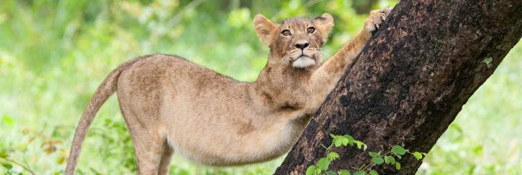 Game Drives & Bush Walks in Hwange