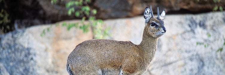 Amalinda Lodge - Matobo National Park