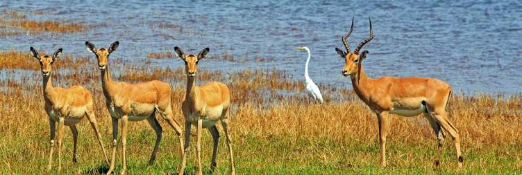 Fly to Matusadona National Park