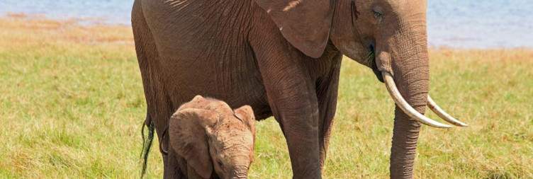 Explore Lake Kariba and Matusadona National Park