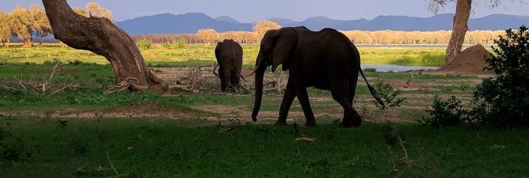 Full-day game drive in the Zambezi National Park