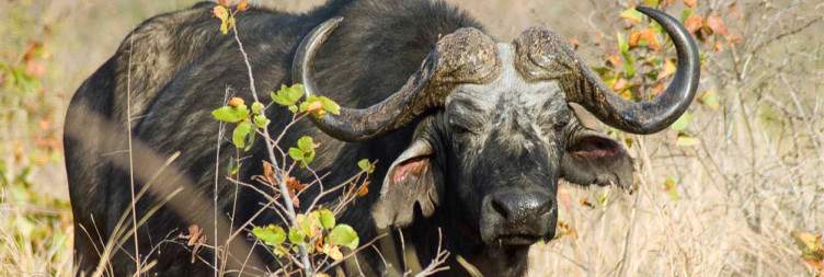 Victoria Falls National Park