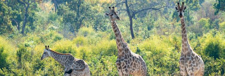 Zambezi River Dinner Cruise