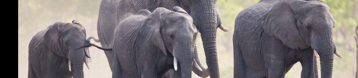 5-Day Hwange National Park, Chobe NP and Victoria Falls
