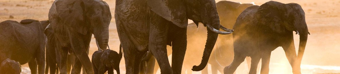 6-Day Hwange Chobe Safari & Victoria Falls Budget