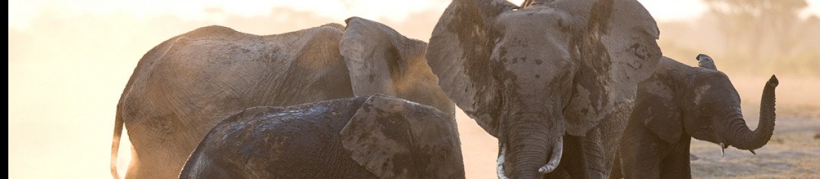 1-Day Full-Day Hwange Trip
