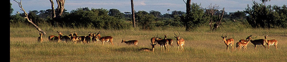 4-Day Victoria Falls and Hwange Full-Day Game Drive