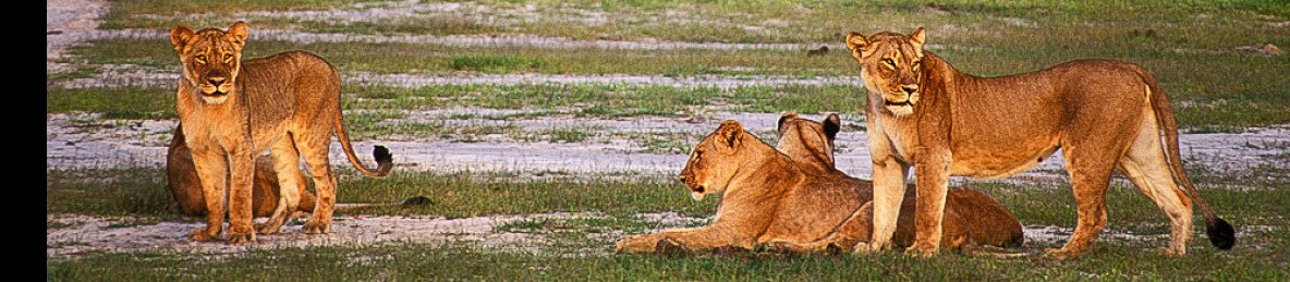 8-Day Victoria Falls and Hwange Highlights