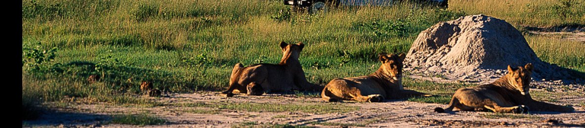4-Day Victoria Falls & Hwange National Park Safari Combo