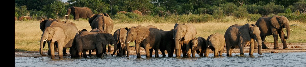 3-Day Hwange NP Safari Experience Staying at Ivory Lodge