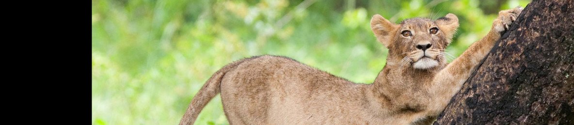 1-Day Guided Tour to Hwange National Park