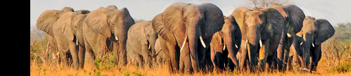 ½-Day Game Drive and Guided Tour of the Falls