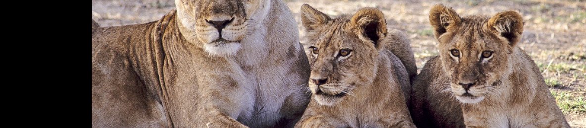 1-Day Hwange Day Trip