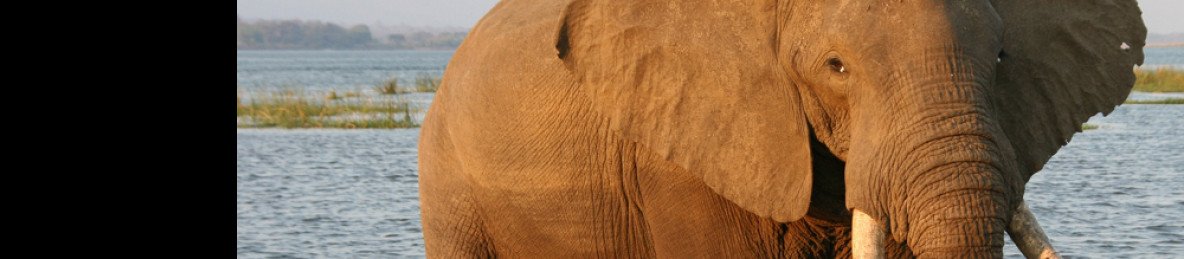 7-Day Classic Zimbabwe Safari - Hwange & Mana Pools