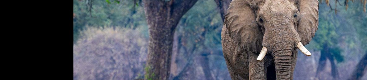 6-Day Victoria Falls, Hwange & Mana Pools Fly-in Safari