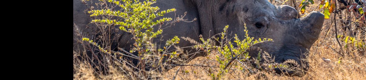 7-Day Best of Around Zimbabwe Scenic & Safari Expedition