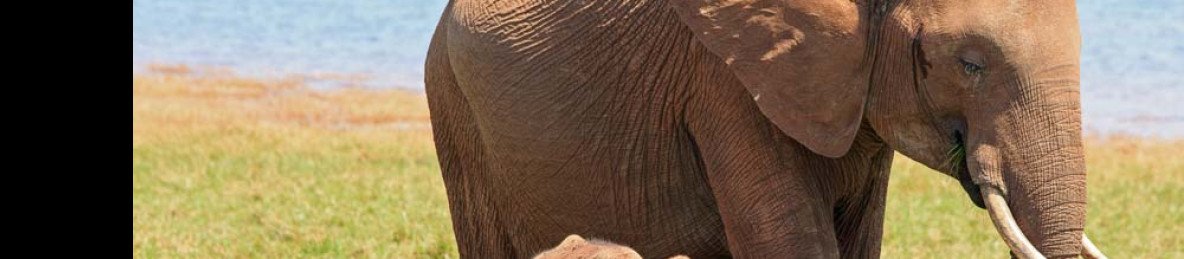 4-Day Victoria Falls & Chobe Safari at Phezulu Lodge