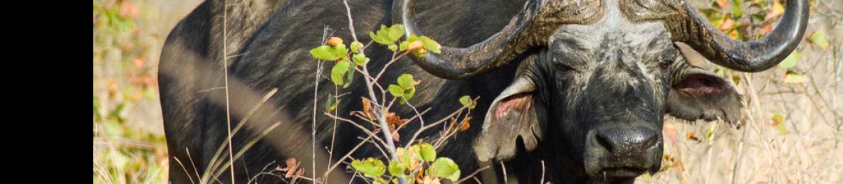 8-Day Victoria Falls and Hwange Safari