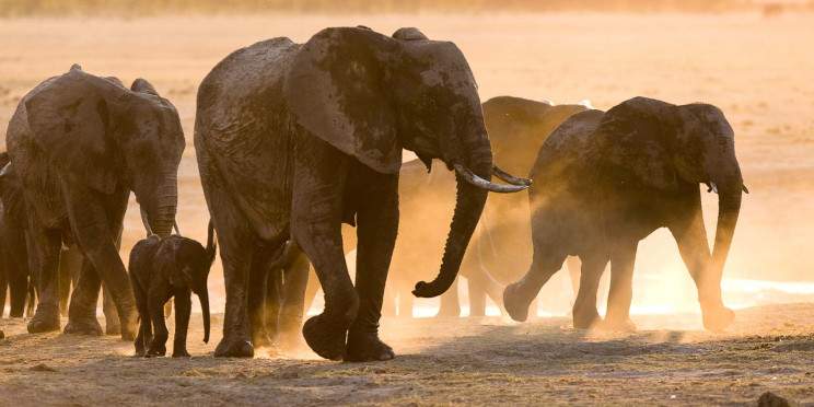 6-Day Hwange Chobe Safari & Victoria Falls Budget