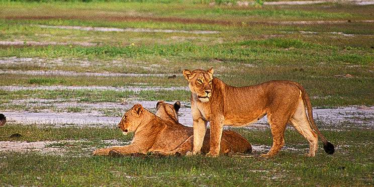 5-Day Zimbabwe Waterfalls, Wildlife & Wilderness