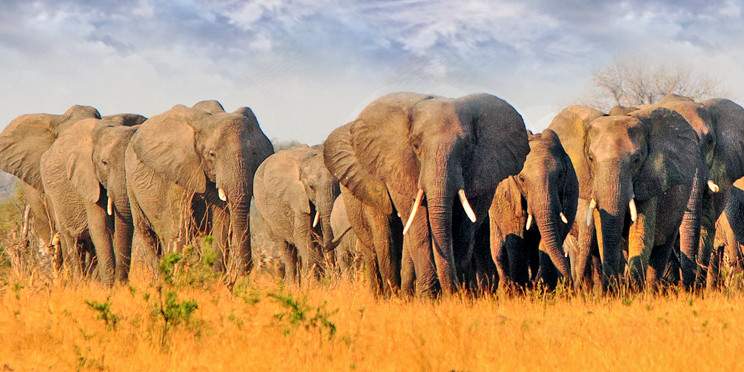 5-Day Luxury Hwange & Victoria Falls Safari