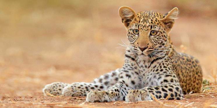 1-Day Hwange Game Drive Full Board