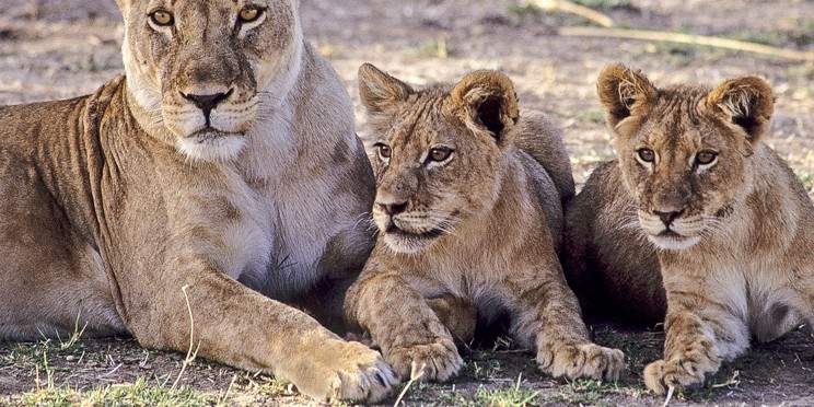 10-Day From Kenya to Tanzania - Mid-Range