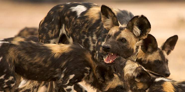 10-Day Zambezi Wild Heart Safari