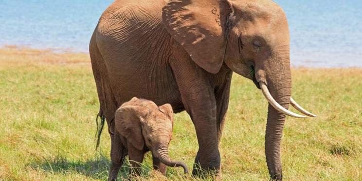 4-Day Victoria Falls & Chobe Safari at Phezulu Lodge