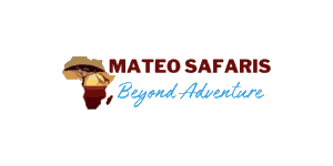 Mateo Travel and Adventure logo