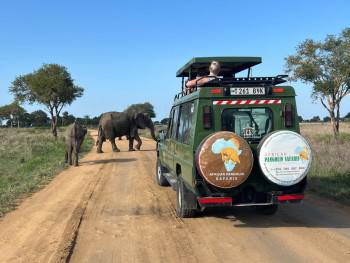 African Pangolin Safaris