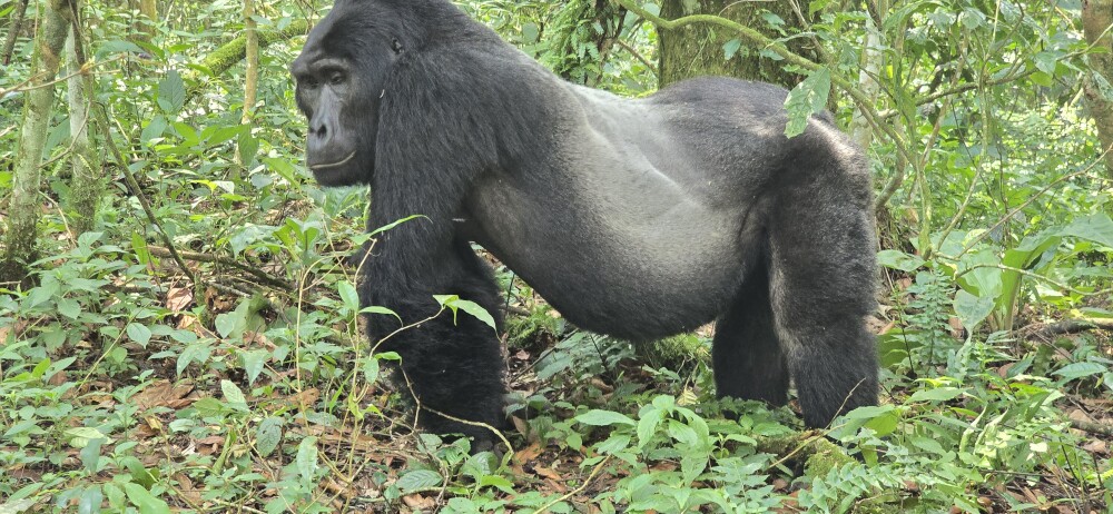 Gorilla trek