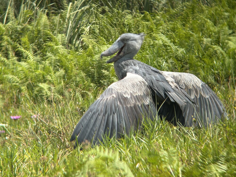 Show bill at Mabamba Wetland