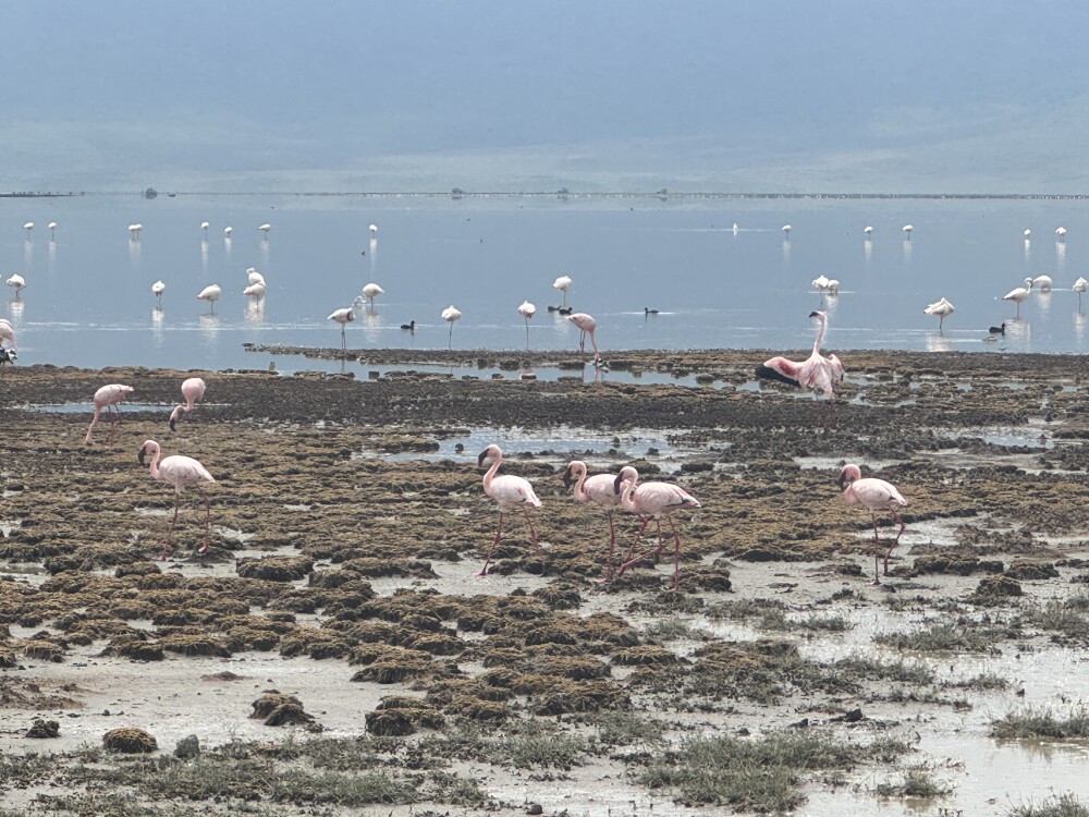 Flamingo