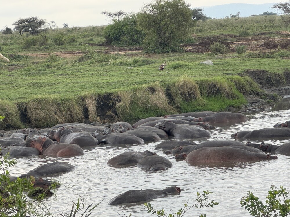 Hippo