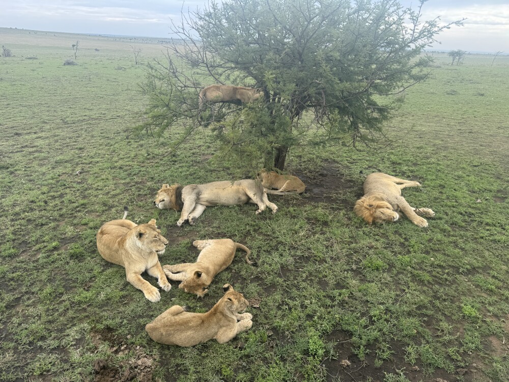 Pack of lions