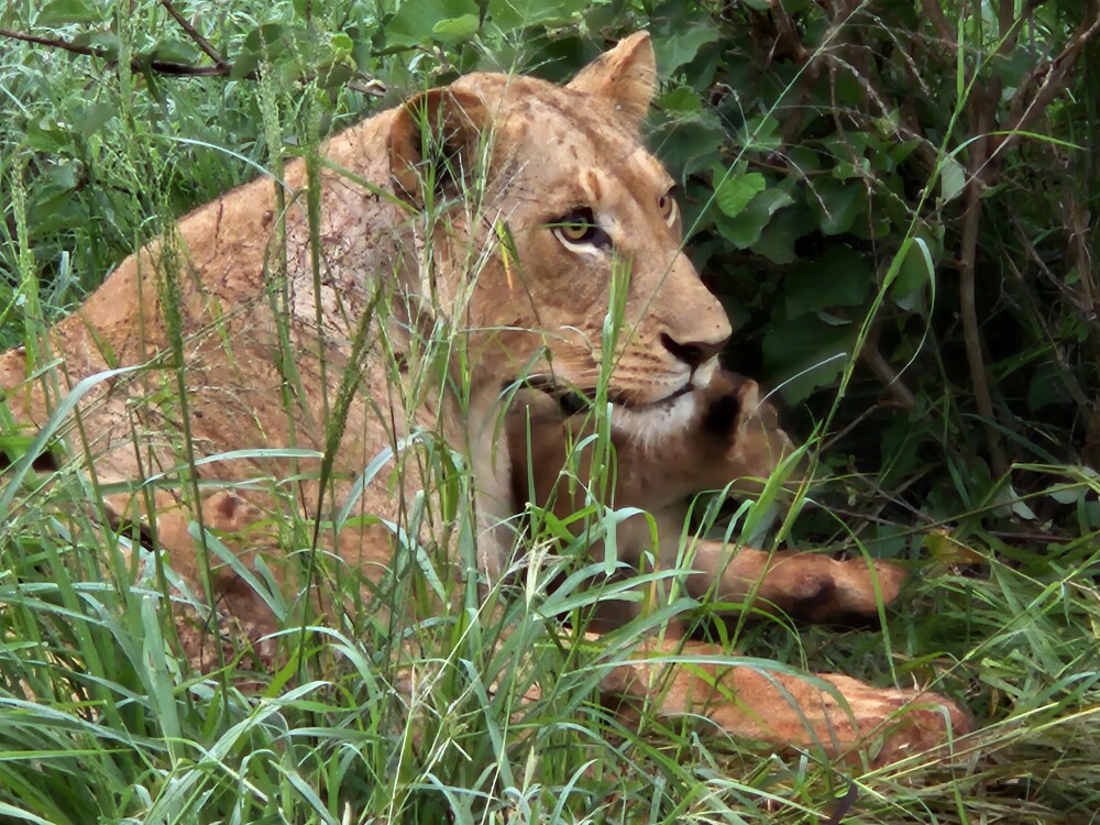 Lioness at Taita Hills