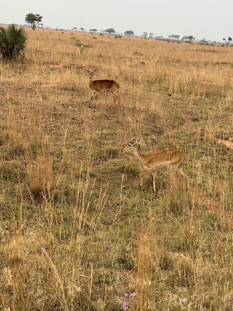 Game drive
