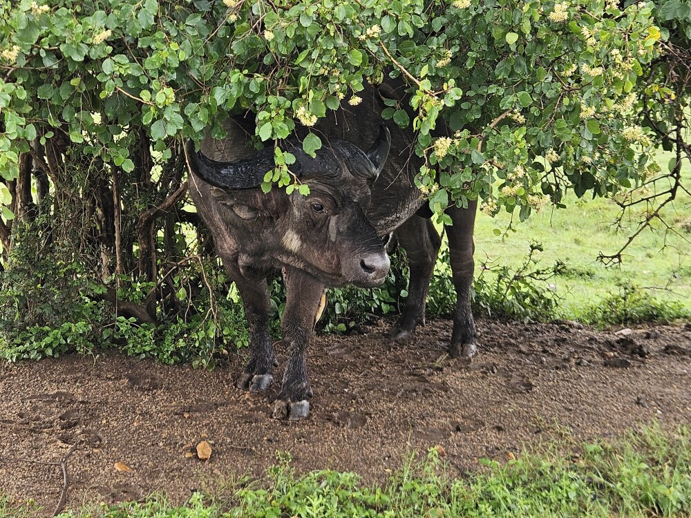 Buffalo in Masai mara