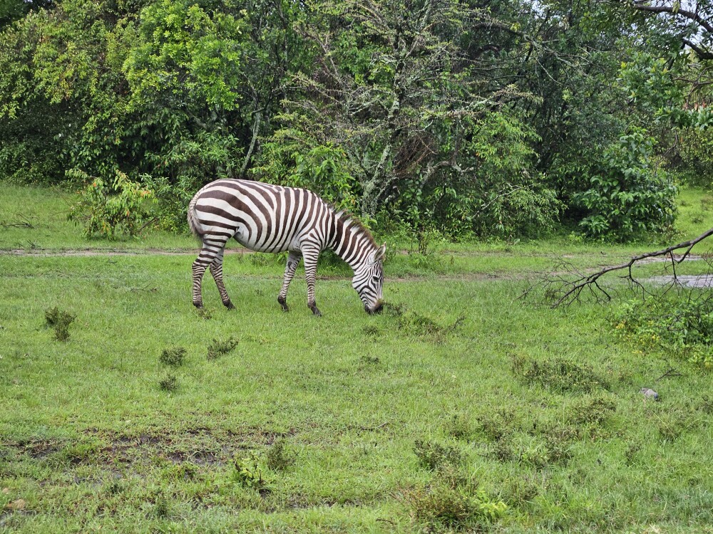 Zebra in Nakuru