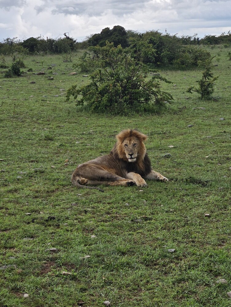 Lion in Masai mara