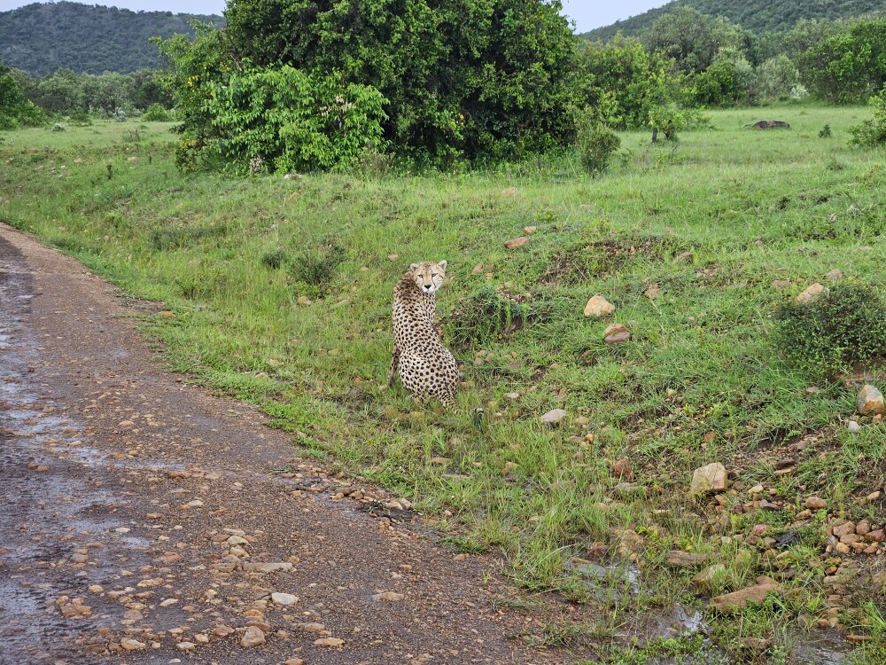 Cheetah in Masai mara